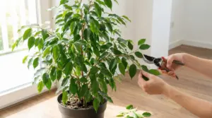 Potatura di un ficus benjamin in vaso vicino a una finestra luminosa