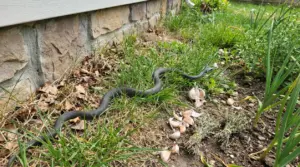 Serpente nero tra l'erba vicino a un muro esterno e a spicchi d'aglio